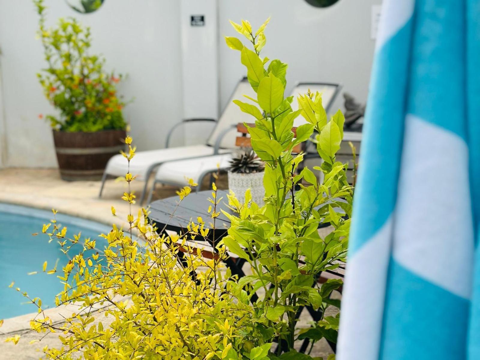 Villa Da Graca - Homecooked Meals On Arrangement モーセル・ベイ エクステリア 写真